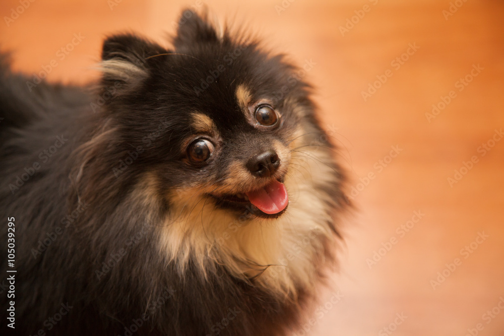 cute little dog cute little dog