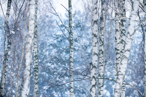forest winter