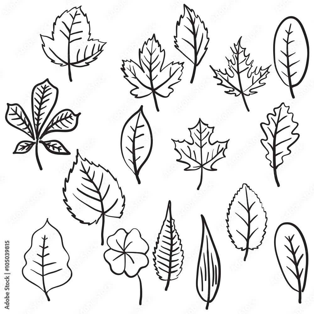 Set of various types of hand drawn leaves.