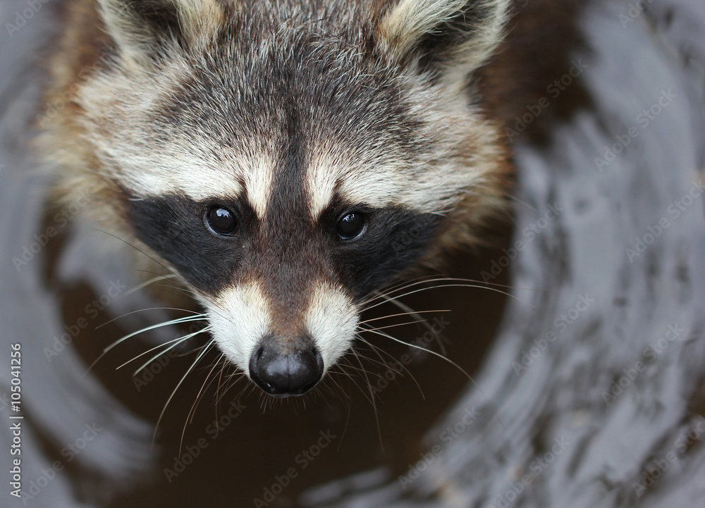 The cute fluffy raccoon close up portrait