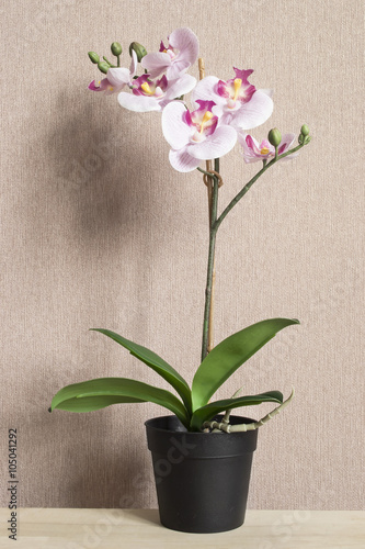 Pink potted orchid