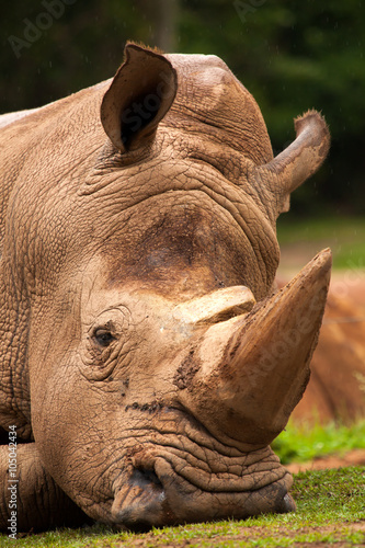 White  Rhinoceros closeup