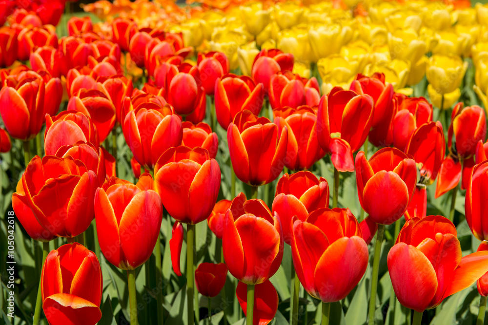 Tulip culture Tulip culture