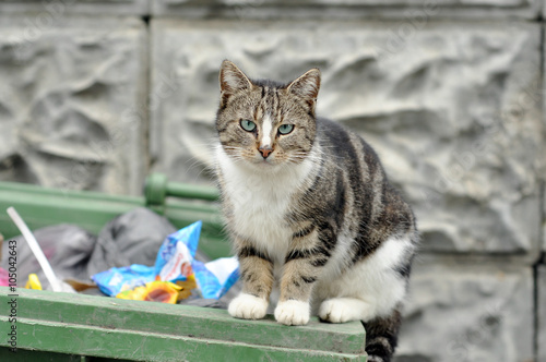Fototapeta Naklejka Na Ścianę i Meble -  Homeless cat 