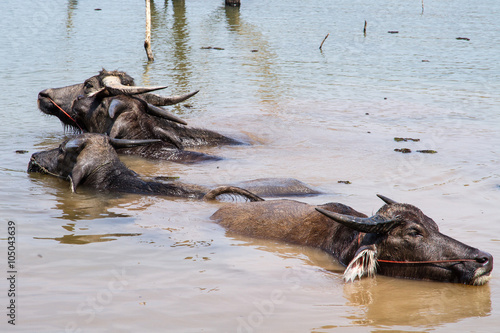 Swamp thai buffaloes on a water.Release body heat. © bubbers