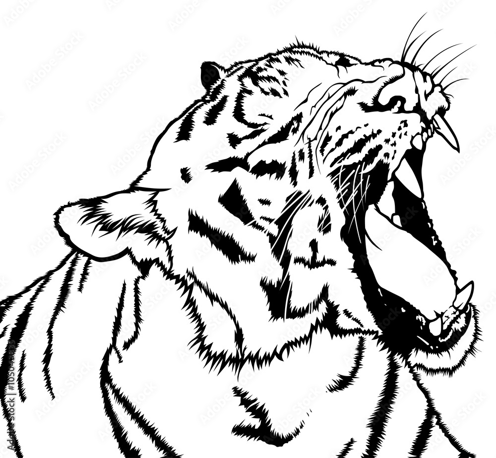 Roaring Tiger - Black and White Drawing Illustration, Vector Stock