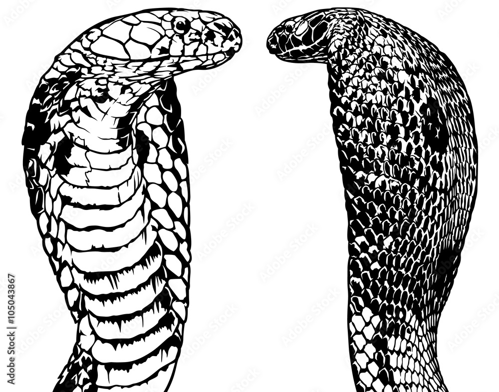 Fototapeta premium King Cobra Set (Ophiophagus hannah) - Black and White Illustration, Vector