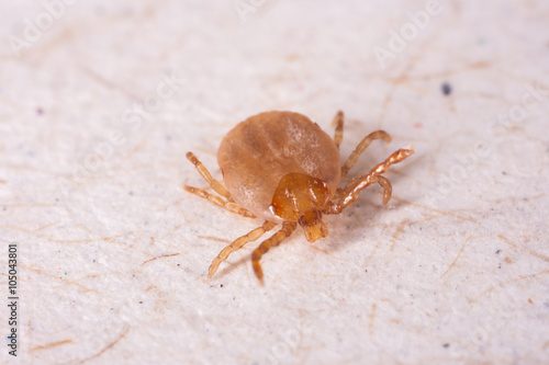 Tick in white background