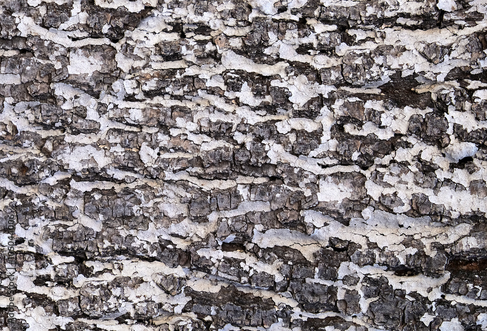 Whitening the bark of the old cracked wood for background and texture. Whitening the bark of the old cracked wood for background and texture.