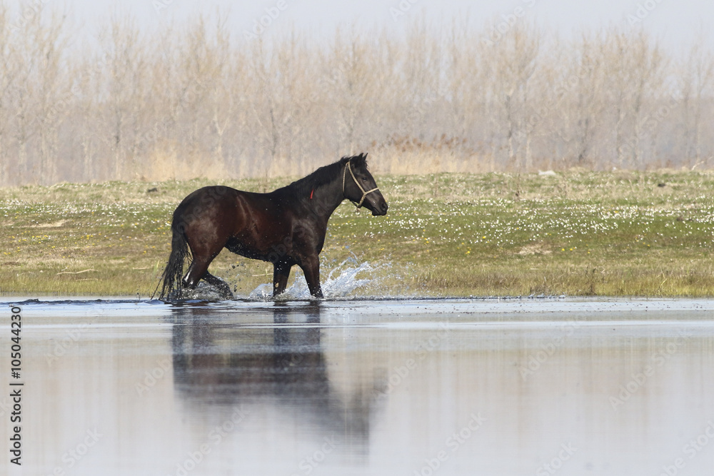 Black wild horse is trot through water Black wild horse is trot through water