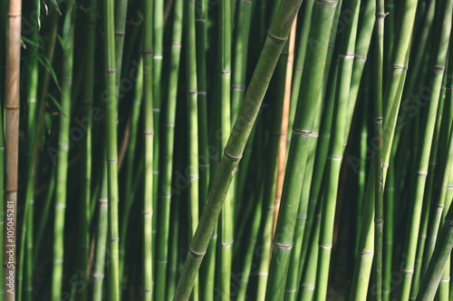 Green bamboo - background
