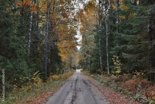Countryside road among autumnal forest