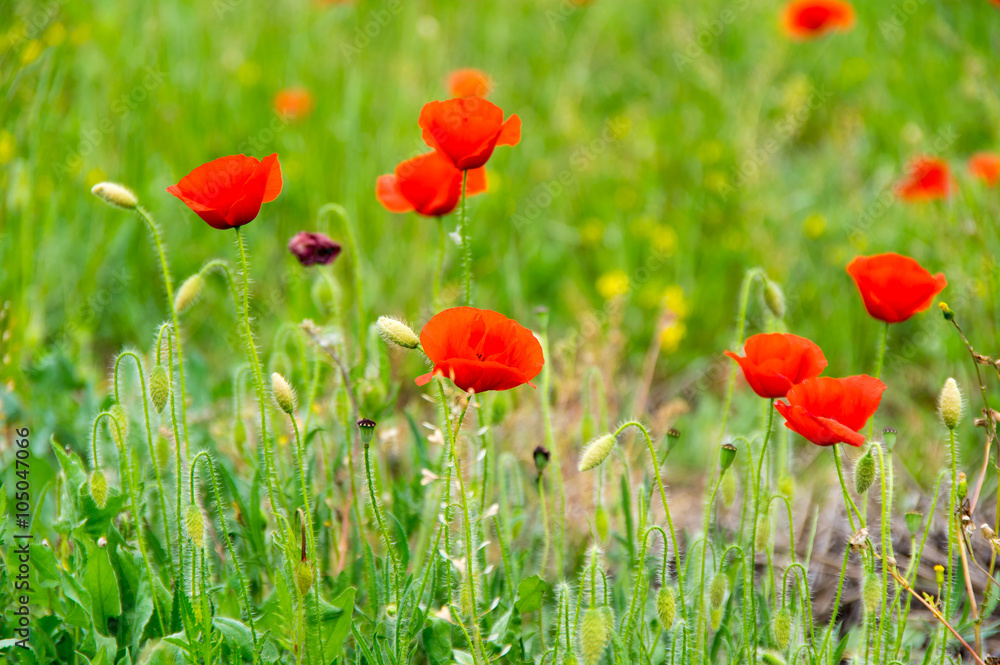 Fototapeta premium Field of blooming poppies