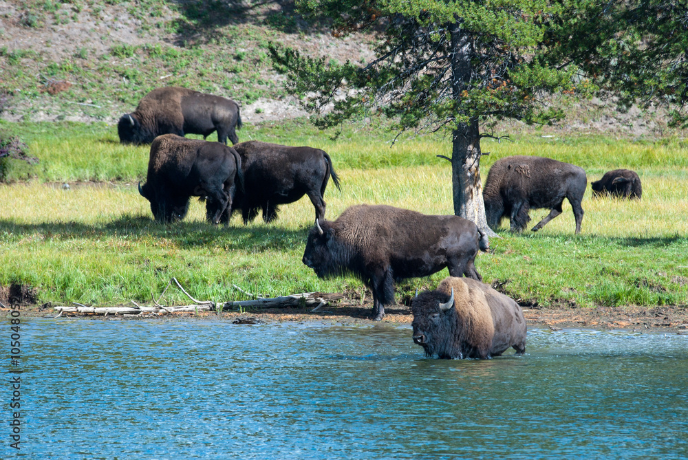 Bison on the Yellowstone River, Yellowstone National Park Bison on the Yellowstone River, Yellowstone National Park