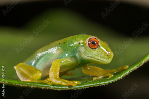 Red eyes green frog on leaf