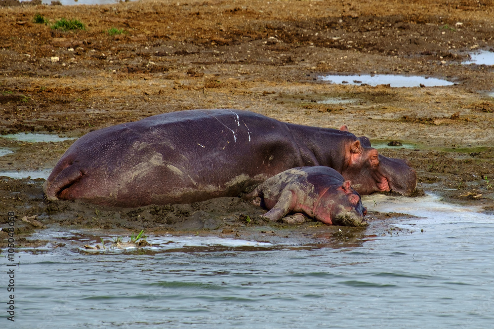 Fototapeta premium Hyppo 1