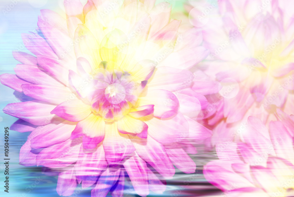 Obraz premium Gerber flower close up