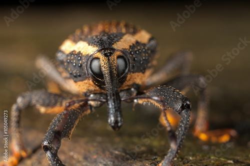 Weevil closeup with great eyes