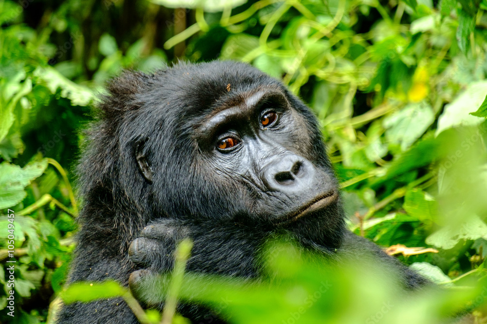 Gorilla 12 Gorilla 12