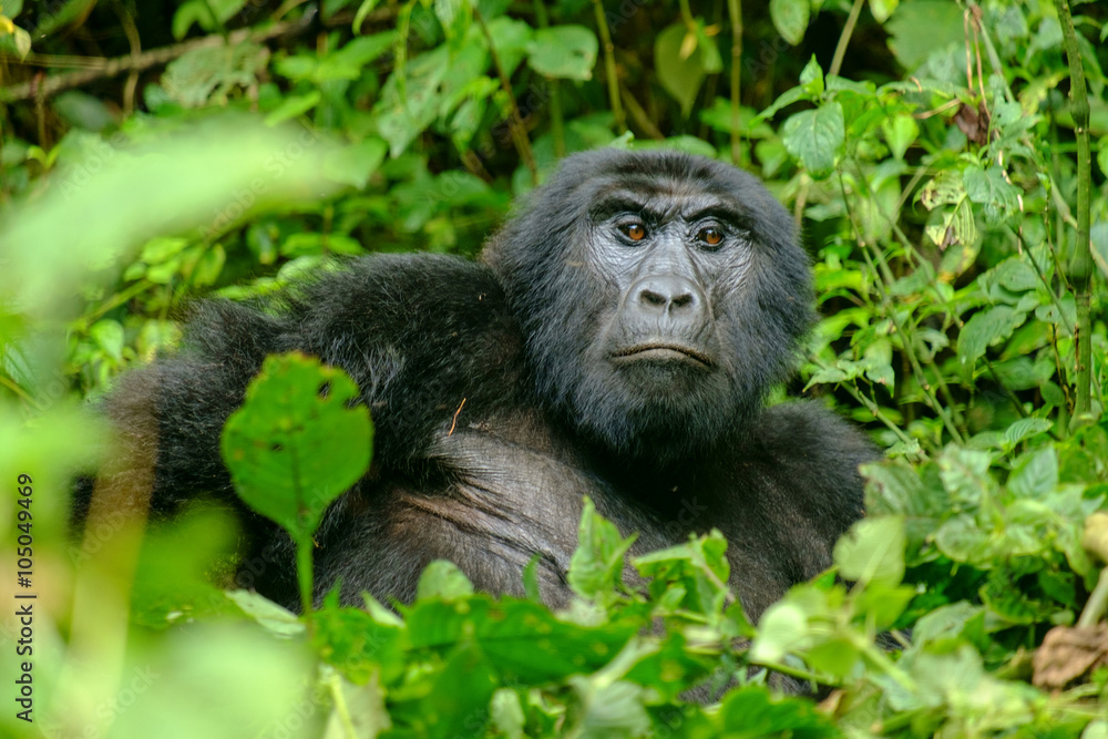 Fototapeta premium Gorilla 11