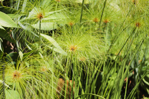 Herbaceous plant - Cyperus papyrus