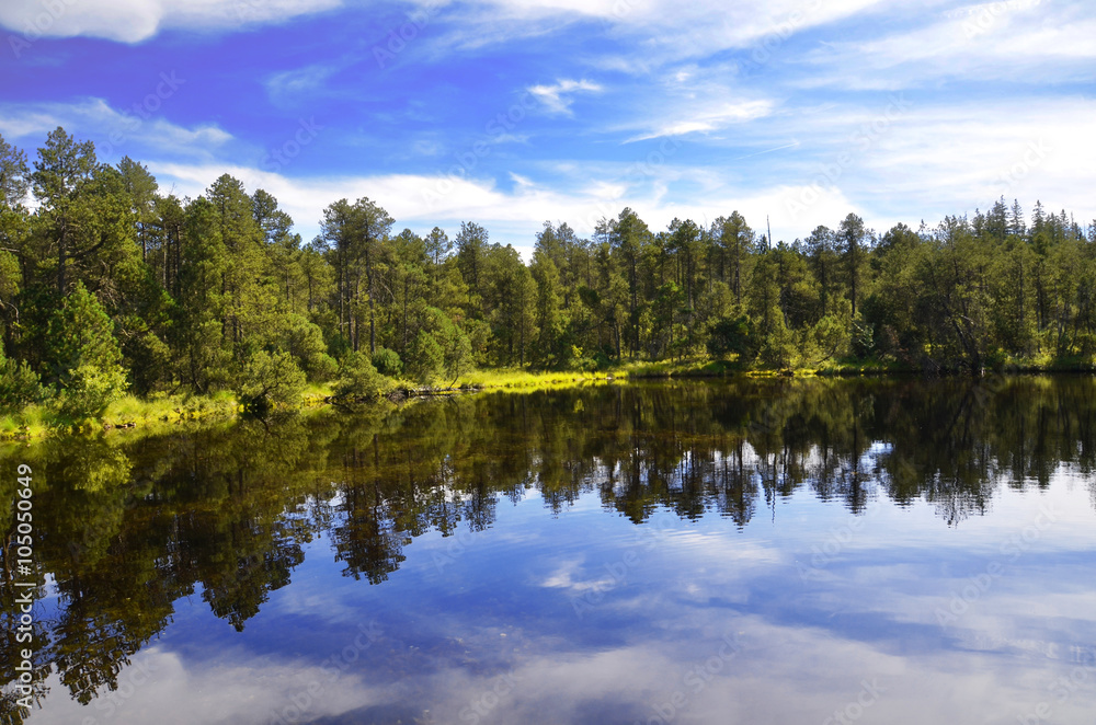 Lake in the woods