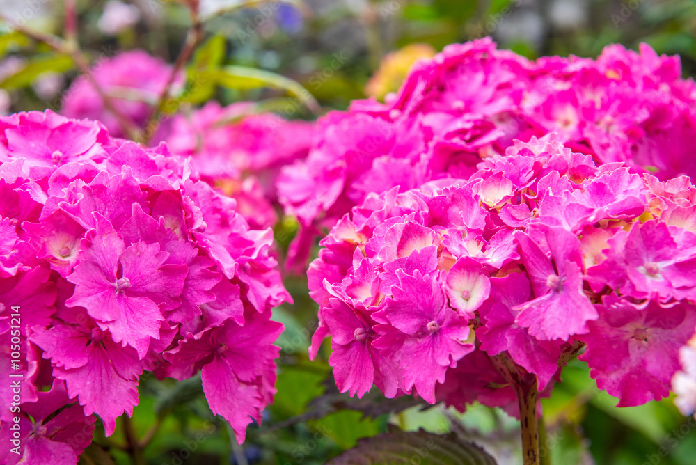 Hydrangeas