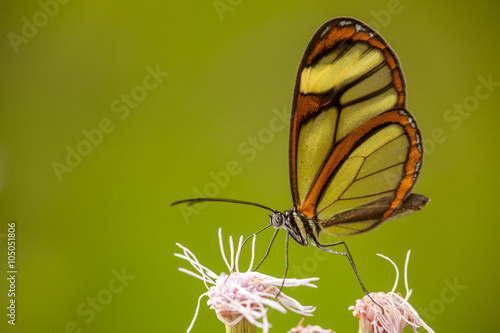 Glasswing butterfly on flower with green background