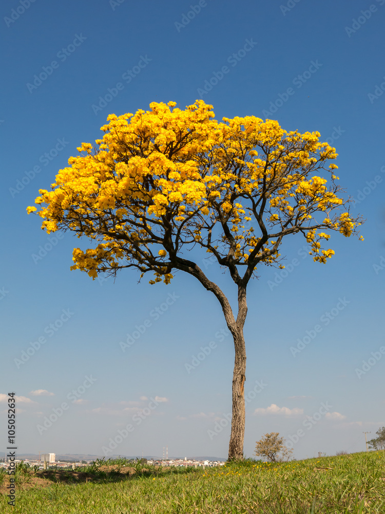 Obraz premium Alone Golden Trumpet Tree - Handroanthus albus - with city on background