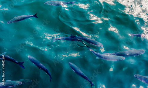 Fische (Meeräschen) im Wasser, Mittelmeer, Hafen von Barcelona, Spanien.  Stock Photo | Adobe Stock