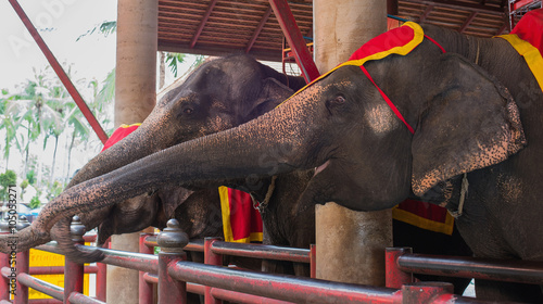 Elephant in Thailand elephant conservation center, Lampang provi