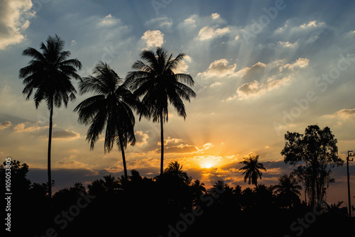 Silhouetted of coconut tree sunset