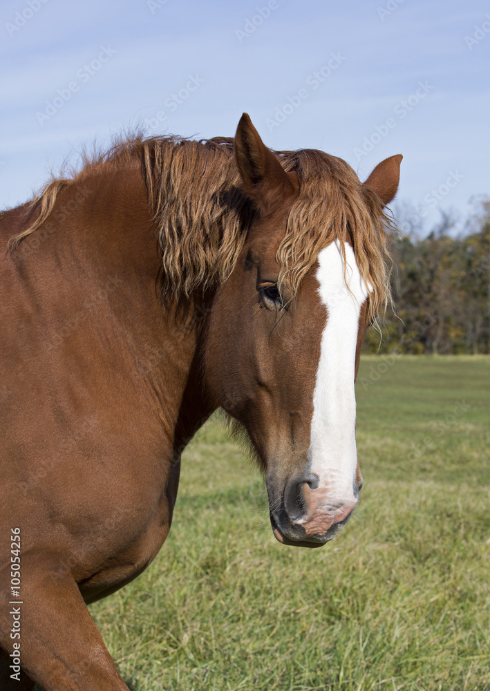 Belgian Draft Horse Belgian Draft Horse