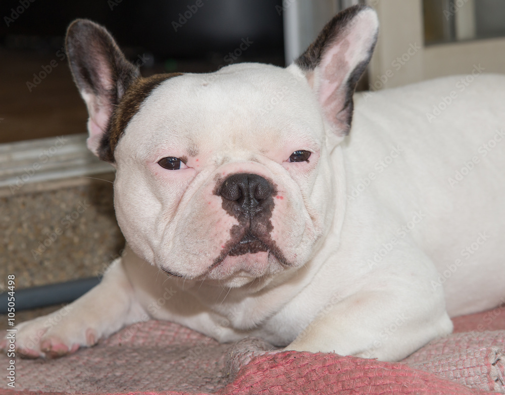 Front side French bulldog looks smart