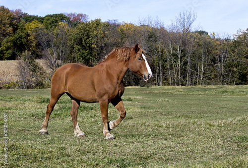 Fényképezés Belgian Draft Horse