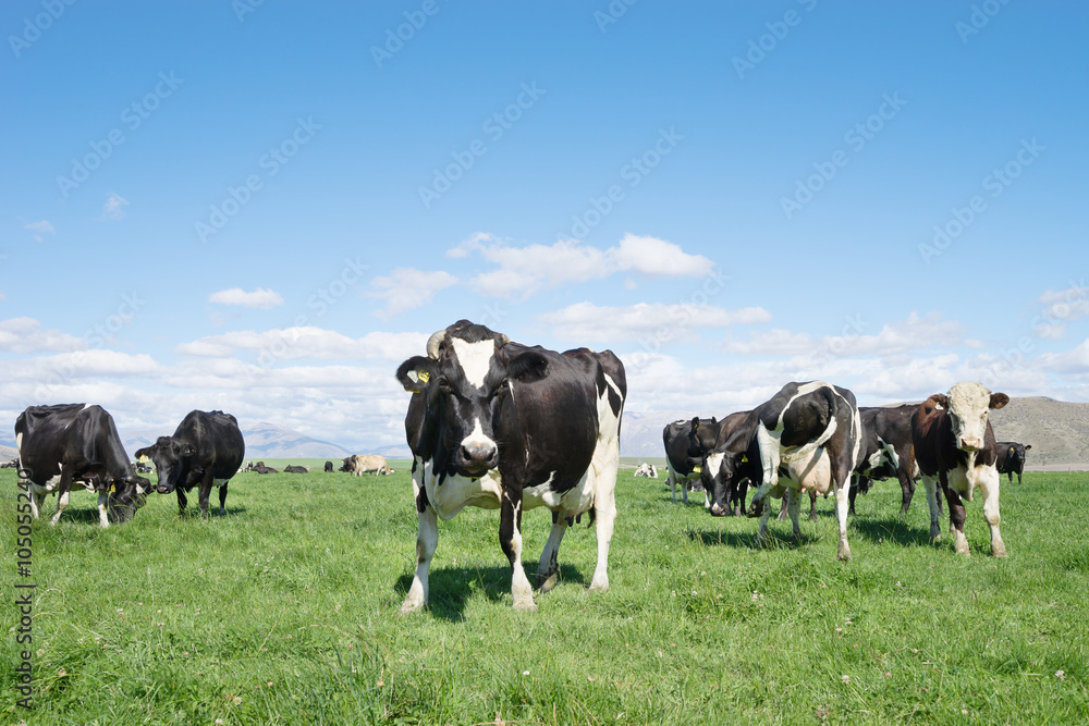 pasture with animals in summer sunny day in New Zealand pasture with animals in summer sunny day in New Zealand