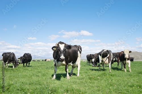 pasture with animals in summer sunny day in New Zealand © zhu difeng