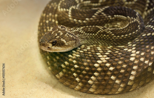 Serpiente de cascabel