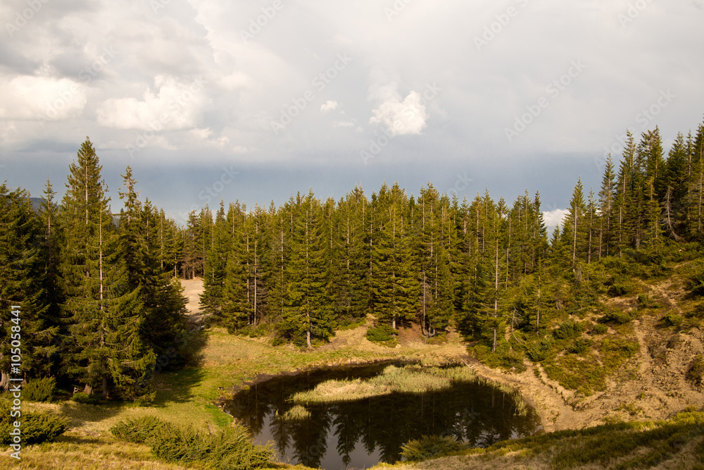 Obraz premium Lake in the forest