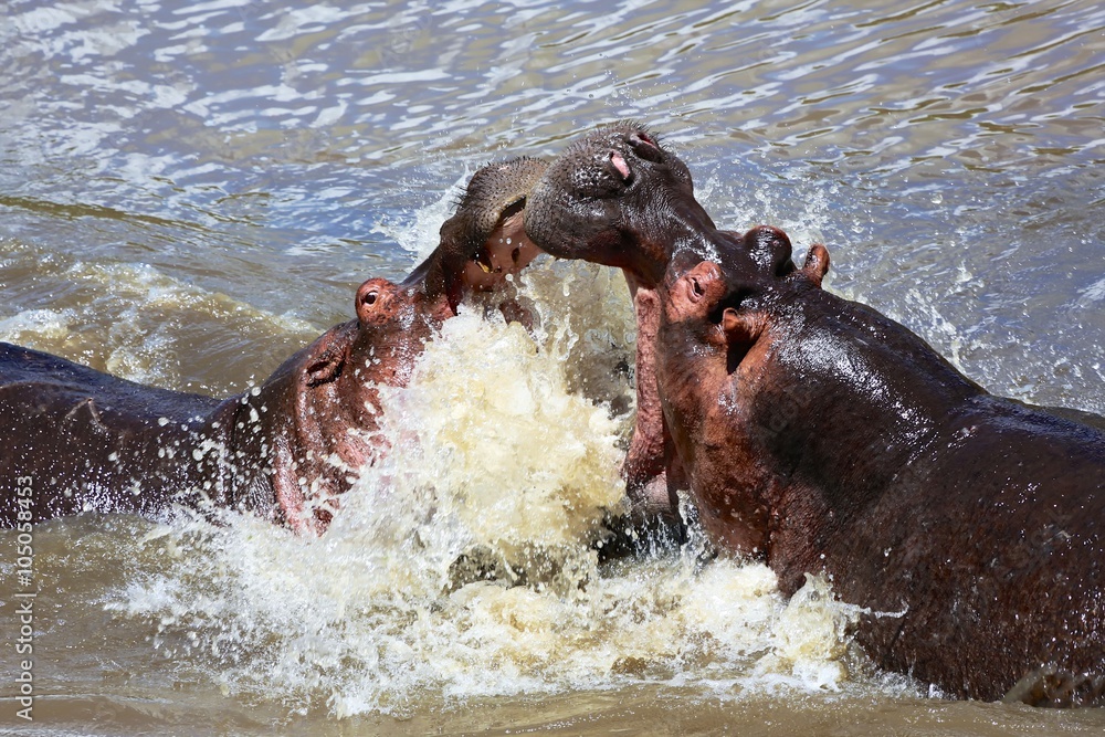 Fototapeta premium hippo fighting at the masai mara national park kenya africa
