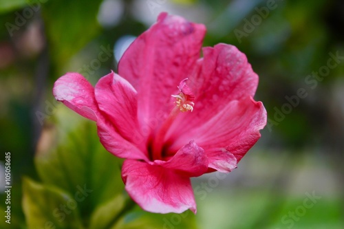 Fiore asiatico - Filippine