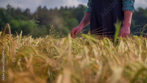 Wallpaper Mural Farmer is looking at the plants on field Torontodigital.ca
