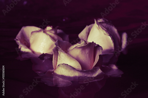 Beautiful fresh rose with d...