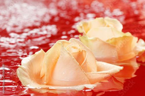 Beautiful fresh rose with d...