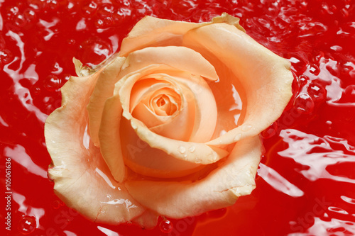 Beautiful fresh rose with d...
