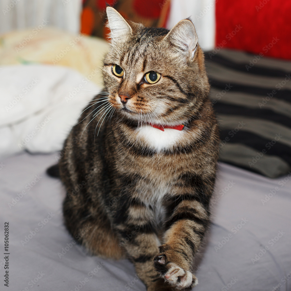 beautiful European cat with a red collar standing on a bed with