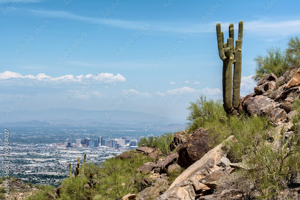 A saguaro cacti stands watch over the city of Phoenix. A saguaro cacti stands watch over the city of Phoenix.