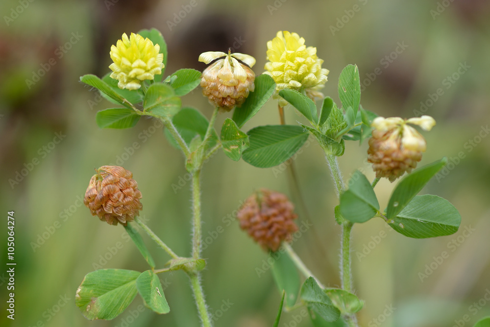 Hop trefoil (Trifolium campestre). Yellow flowers of a delicate legume growing on calcareous grassland, with some petals turning brown Hop trefoil (Trifolium campestre). Yellow flowers of a delicate legume growing on calcareous grassland, with some petals turning brown