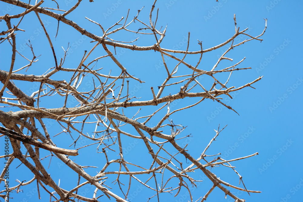 Dry branch of tree against blue sky