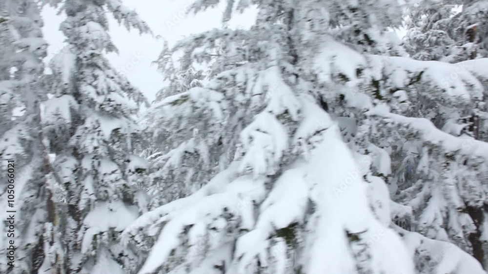 Snowy forest Snowy forest